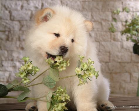 Chow Chow Puppy Wallpaper - Puppies Wallpaper (13936745) - Fanpop