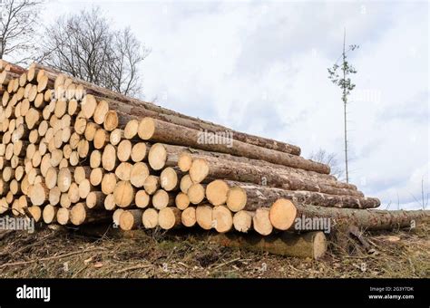 Stack Of Numbered Felled Trees At A Lumberyard Or Logging Site Log