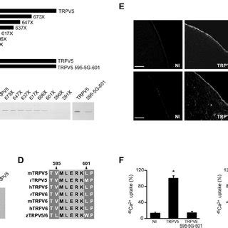 Role Of Rab11a In TRPV5 And TRPV6 Trafficking To The Plasma Membrane