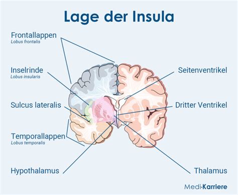 Insula: Die Inselrinde | Medi-Karriere