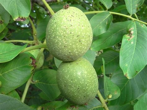 Kenari Kacang Pohon - Foto gratis di Pixabay - Pixabay