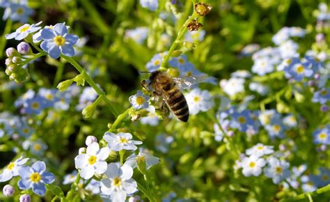 Glöm Mig Inte Blommor Bee Gratis foto på Pixabay