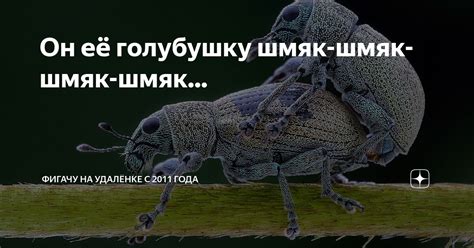 Он её голубушку шмяк-шмяк-шмяк-шмяк... | Фигачу на удалёнке с 2011 года ...