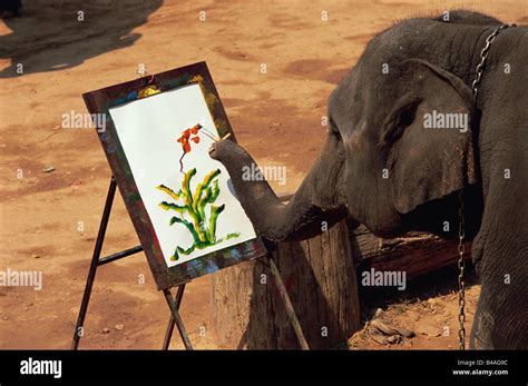 Thailand Chiang Mai Elephant Painting Stock Photo Alamy