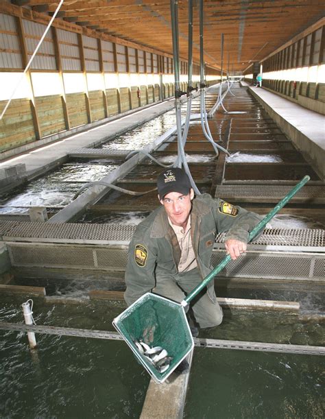 Castalia Hatchery Now A State Of The Art Facility For Ohios Successful