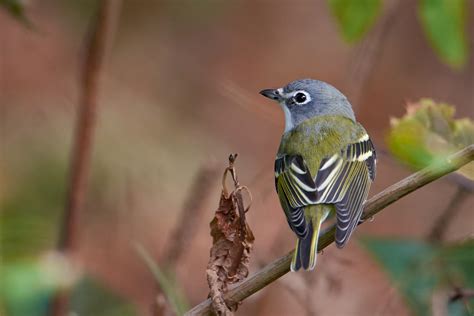 Birds Of New York Blue Headed Vireo