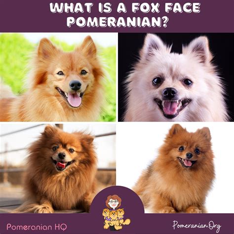 All About the Fox-Face Pomeranian Dog