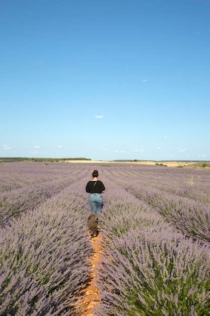 Mujeres Y Perro De Agua Espa Ol En Campos De Lavanda En Brihuega