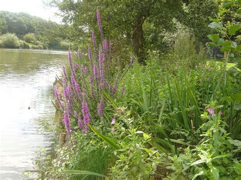 Native Wetland Plants Archives - Salix