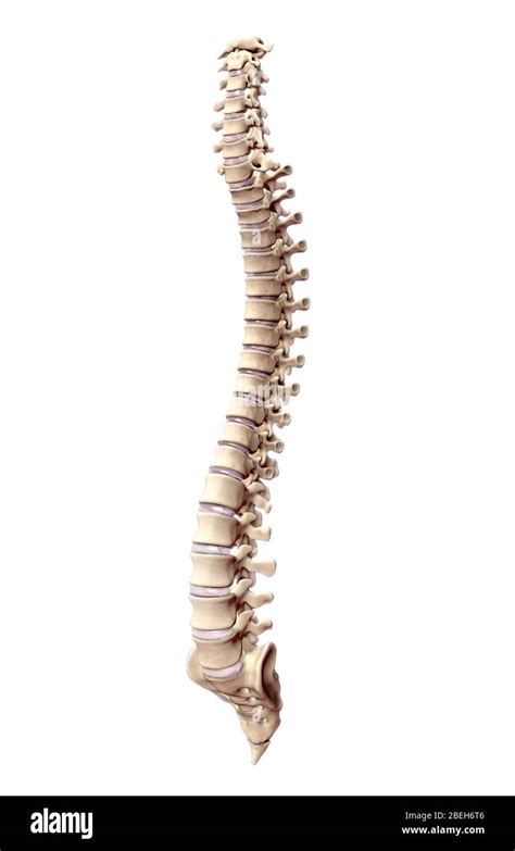 Human Spine Anatomy