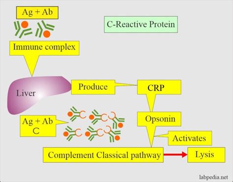 C Reactive Protein Crp High Sensitivity C Reactive Protein Hs Crp