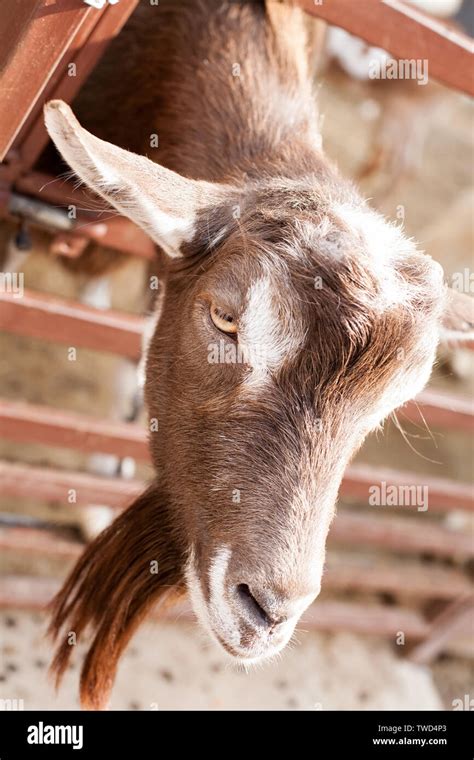 Goat In The Stable Hi Res Stock Photography And Images Alamy