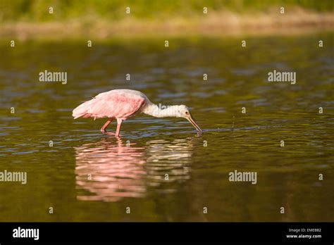 Roseate Spoonbill Platalea Ajaja Fishing At Eco Pond In The Florida