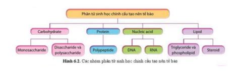 Lý Thuyết Các Phân Tử Sinh Học Sinh 10 Cánh Diều Sgk Sinh 10 Cánh