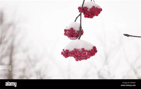 Red Bunches Winter Branch Of Rowan Covered With The First Snow Stock