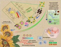 A Novel Sunflower Like Nanocarrier Based On Dual Milk Derived Proteins