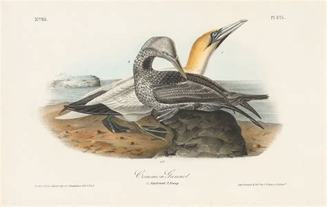 Audubon St Ed Octavo Pl Common Gannet St Edition Octavos