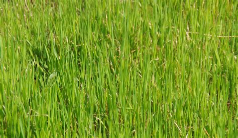 Straight Long Green Grass Free Stock Photo Public Domain Pictures