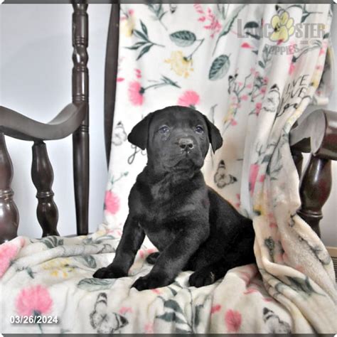 Holly Labrador Retriever Puppy For Sale In Southington Oh