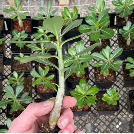 Tips On How To Repot Desert Rose Adenium Plant