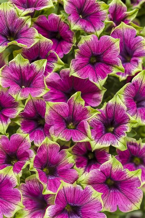 Eco Grande Supertunia Picasso In Purple Petunia Planta Viva De