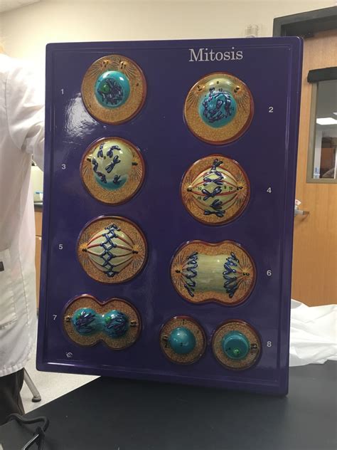 Mitosis Phase Diagram Quizlet