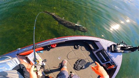 Sight Fishing ULTRA CLEAR WATER For GIANT MUSKIES YouTube