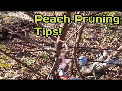 Peach Pruning Tips Kisanbagwan Youtube