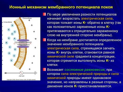 Мембранный потенциал покоя нейрона - презентация онлайн