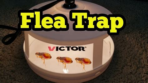 Get Rid Of Fleas In Your House Victor Ultimate Flea Trap Review Youtube