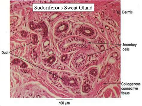 Ppt Glandular Epithelium Powerpoint Presentation Id179306