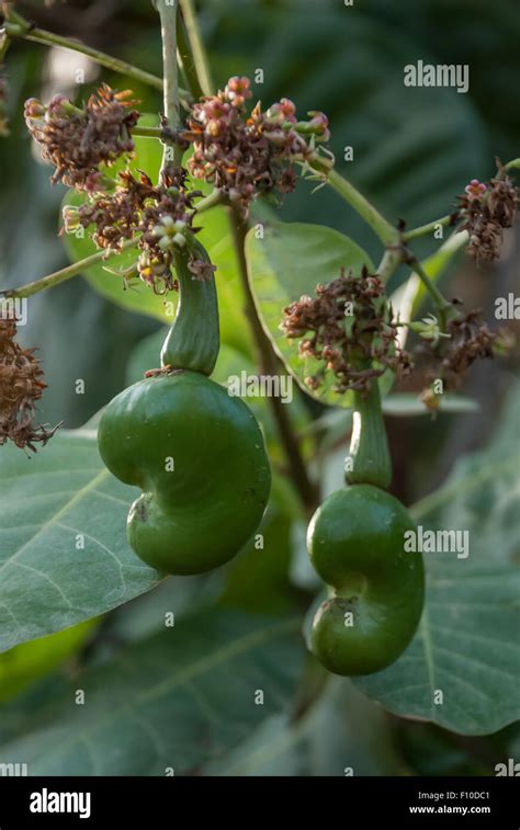 Cashews Growing On A Tree In Costa Rica Stock Photo Alamy