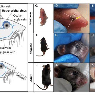 PDF AAV9 Transduction Mediated By Systemic Delivery Of Vector Via