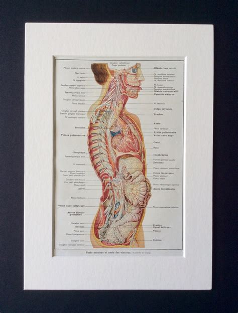 1920s French Human Anatomy Dissection Bookplate CRANIAL And BODILY