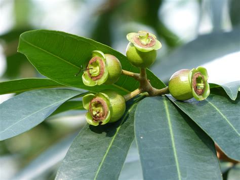 Free Images Branch Blossom Fruit Leaf Flower Food Green