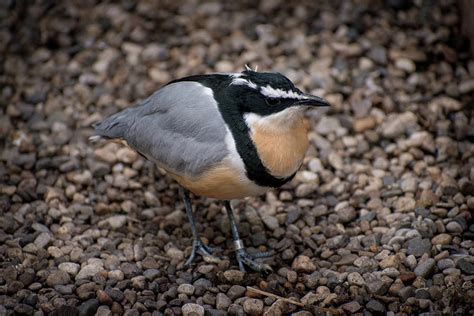 Egyptian Plover Photograph By Shellie Hill Fine Art America