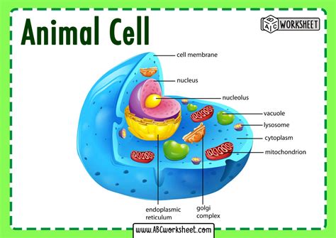 An Animal Cell Labeled In The Diagram Below It S Stru - vrogue.co