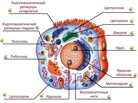 Ядро клетки - презентация онлайн