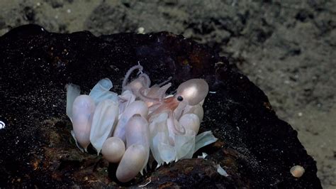 New octopus species discovered: 4 new species of deep-sea octopus ...