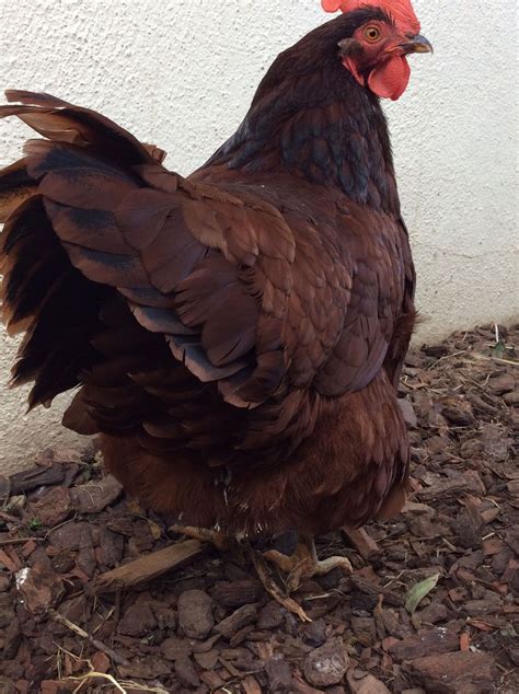 Normal Or Vent Gleet Backyard Chickens Learn How To Raise Chickens