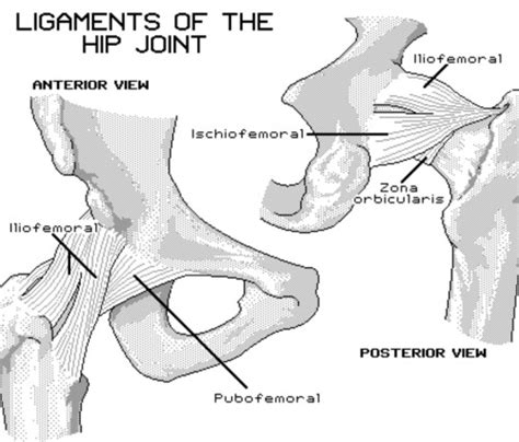 Hip Joint Flashcards Quizlet