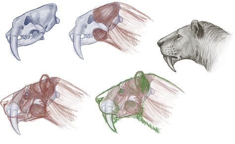 Smilodon Populator Head Reconstruction By Leonelsabertooth On Deviantart