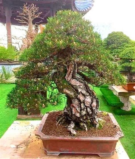 Pin Oleh Art Is Moonwalker Di Bonsai Blackpine