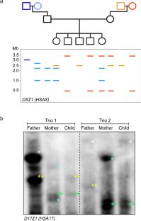 Alpha Satellite DNA Biology Finding Function In The Recesses Of The