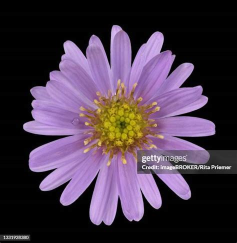 16 Smooth Aster Stock Photos High Res Pictures And Images Getty Images