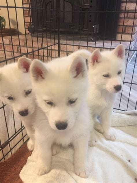 Alaskan Husky Puppies For Sale | Lancaster, CA #318415