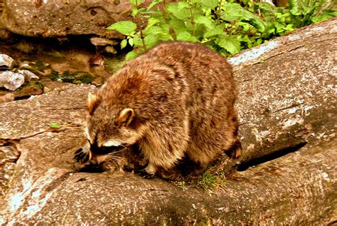 デスクトップ壁紙 生き物 草 パーク ドイツ 野生動物 動物園 荒野 自然保護区 ナチュラル ラクーン 動物相 哺乳