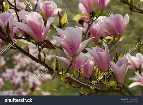 48 Magnolia Heaven Scent Images Stock Photos And Vectors Shutterstock