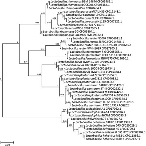 Phylogenetic Analysis Was Based On 16s Rrna Gene Sequences For 42