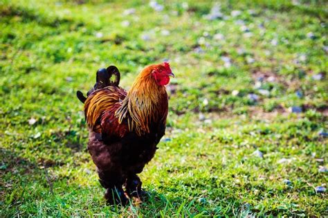 Premium Photo | Chicken and rooster on a farm